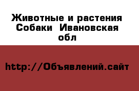 Животные и растения Собаки. Ивановская обл.